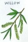 ウィロー